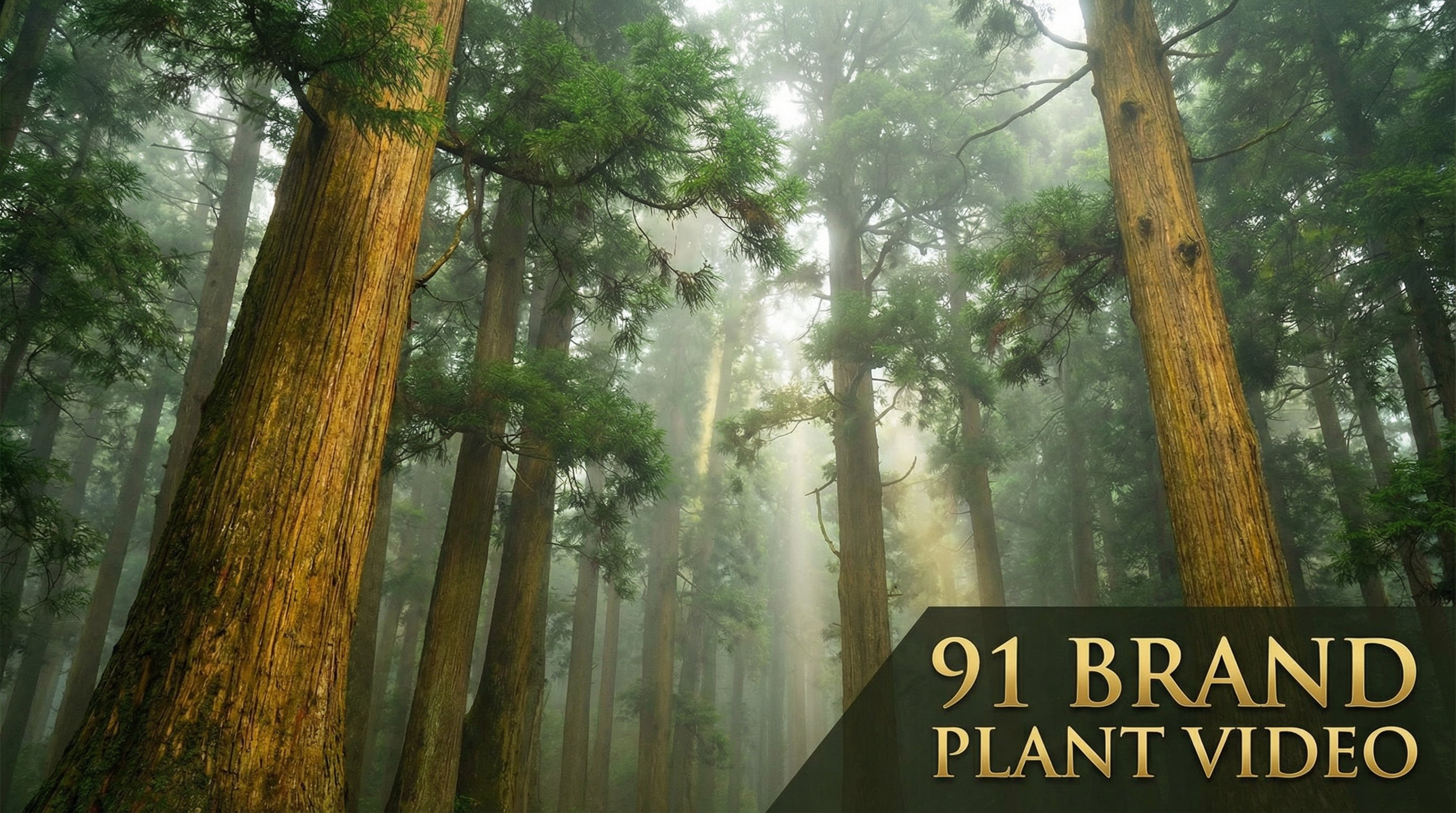 大象传媒植物视频